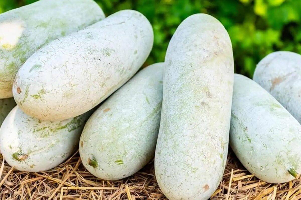 Wax Gourd (সাদা কুমড়া)
