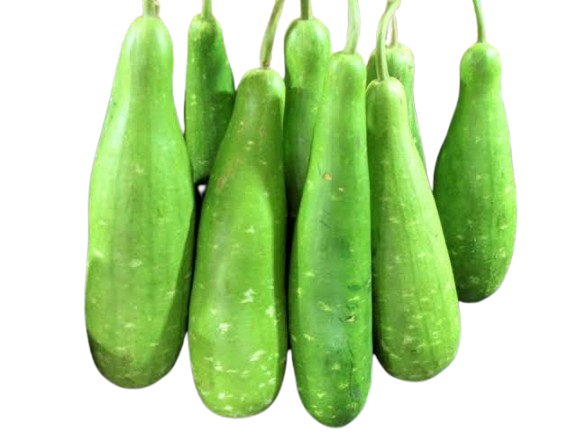 Bottle Gourd (লাউ)